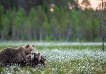 생태 환경 - 개념, 유형, 예제 및 생태 위치