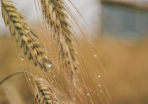 트랜스 제닉 식품은 무엇입니까? - 개념, 비판 및 장점