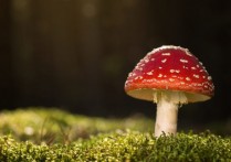 편심실조 - 개념, 예제 및 공제회