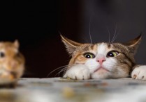 종 간 관계 - 개념, 유형 및 예