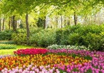 연합 식물 - 개념, 특징 및 예