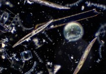 식물 플랑크톤 - 개념, 음식 및 중요성