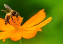 호혜-개념, 공생과의 관계와 예