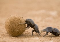 분해생물 - 개념, 유형 및 예