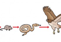 먹이사슬 - 개념, 유형, 특징 및 예