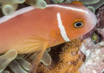 어류 번식 - 개념, 유형, 예시, 이동