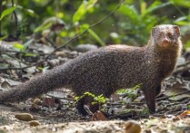 침입종 - 개념, 예제, 기원 및 결과