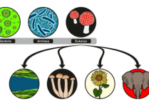 영역 - 생물 영역의 개념과 영역