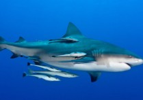 공동주의 - 개념, 예와 무엇이 공동주의인가