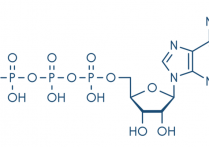 ATP-ATP의 개념, 용도, 생산, 중요성 및 주기