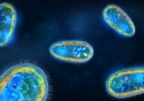 단세포 생물 - 개념, 유형 및 특징