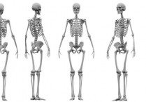 시스템 최적화 - 개념, 부분, 기능 및 질병