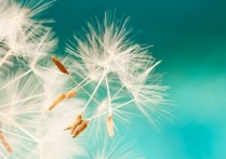 무성 번식 - 뭐지, 유형, 장단점