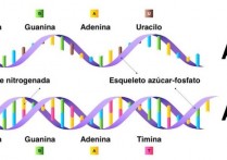 핵산 - 개념, 유형, 구조 및 기능