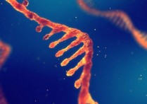 RNA- 개념, 구조, 기능 및 DNA와의 차이점