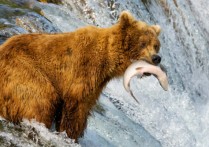 소비자 기관 - 개념, 분류 및 예제