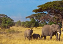 다세포 생물 - 개념, 기능 및 예