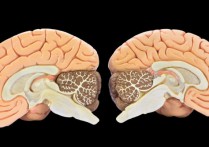 회색 물질 - 개념, 기능, 위치 및 중요성