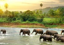 이양 - 개념, 분류 및 예제