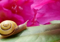 생물학의 커뮤니티 - 개념, 특징 및 예