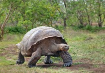 멸종종 - 개념, 대량 멸종 및 예제