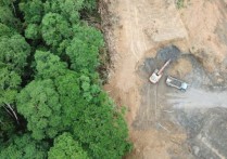 삼림 벌채 - 개념, 원인, 결과 및 사막화