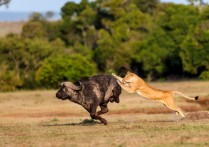 포식자와 사냥감 - 개념, 특징과 예